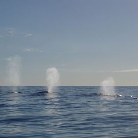 Look, Whales!